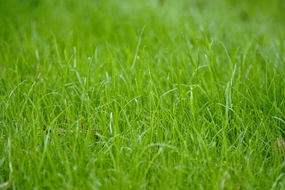 春天绿色草地野草图片